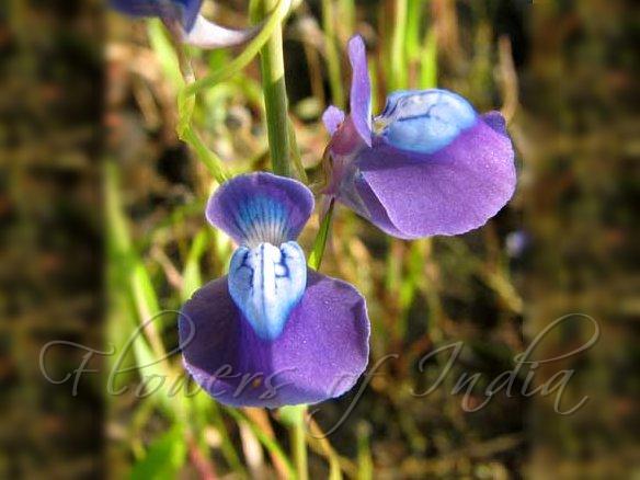 Grass Leaved Bladderwort